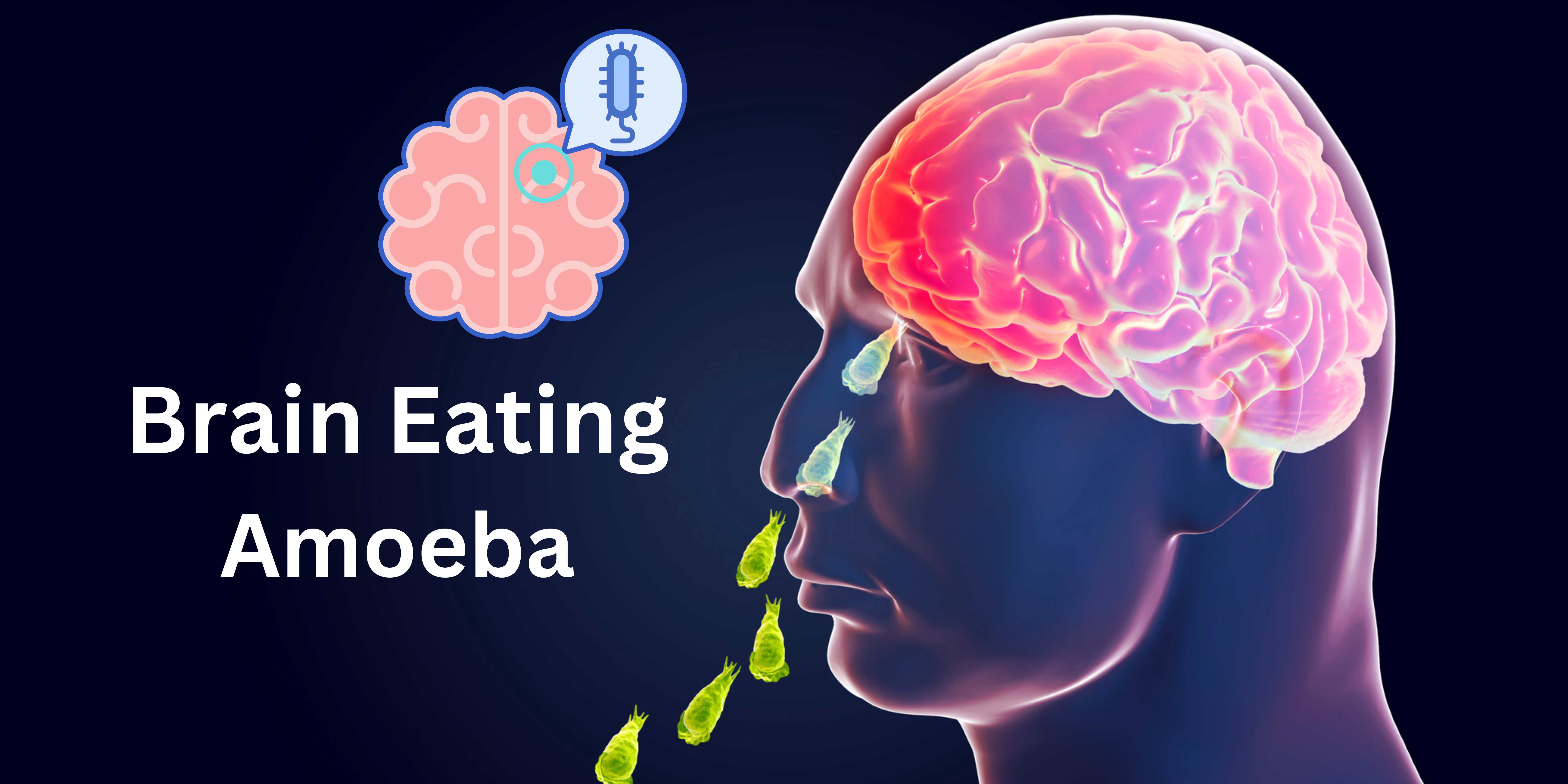 Brain Eating Amoeba