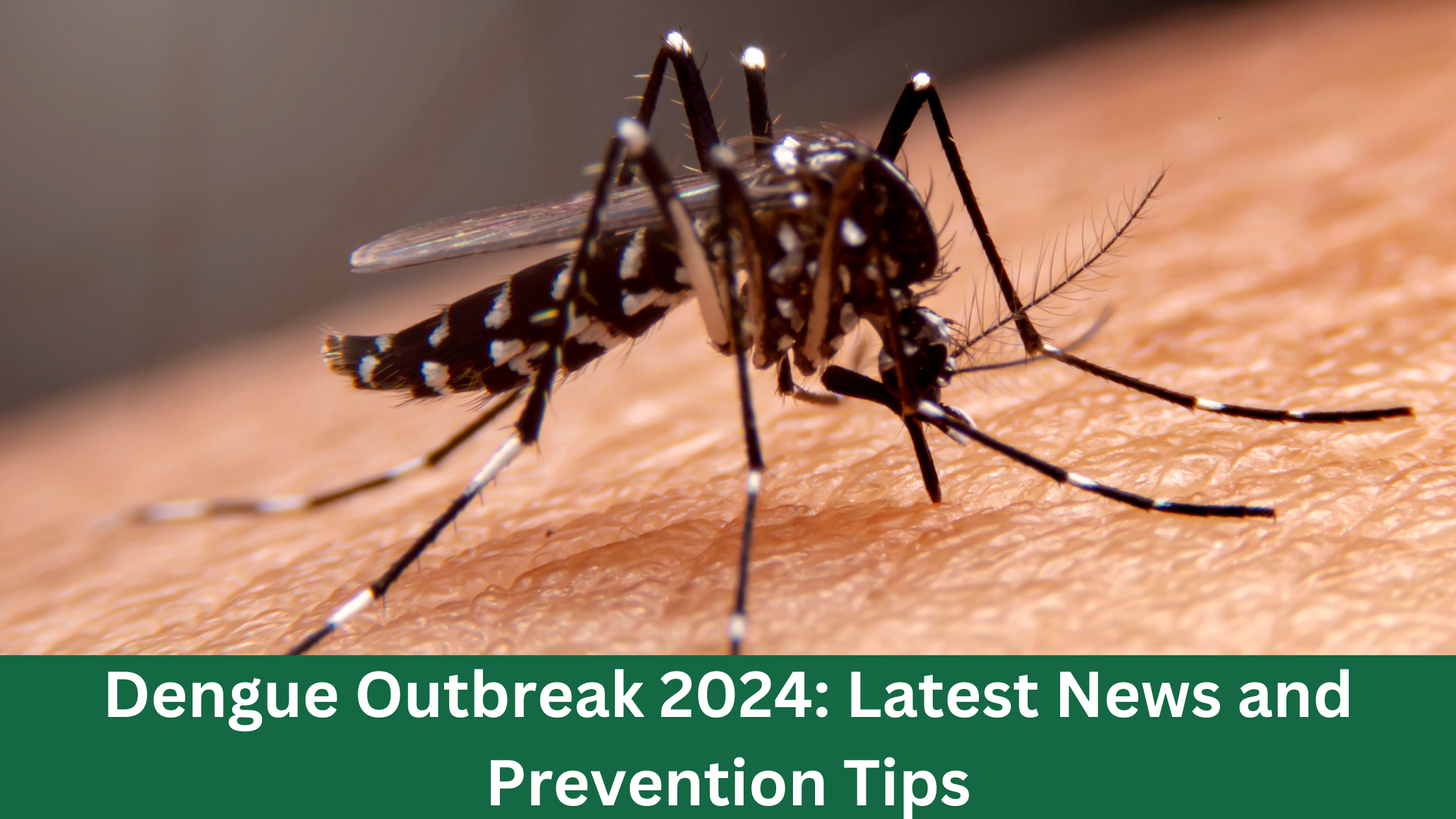 Dengue Outbreak 2024: Latest News and Prevention Tips